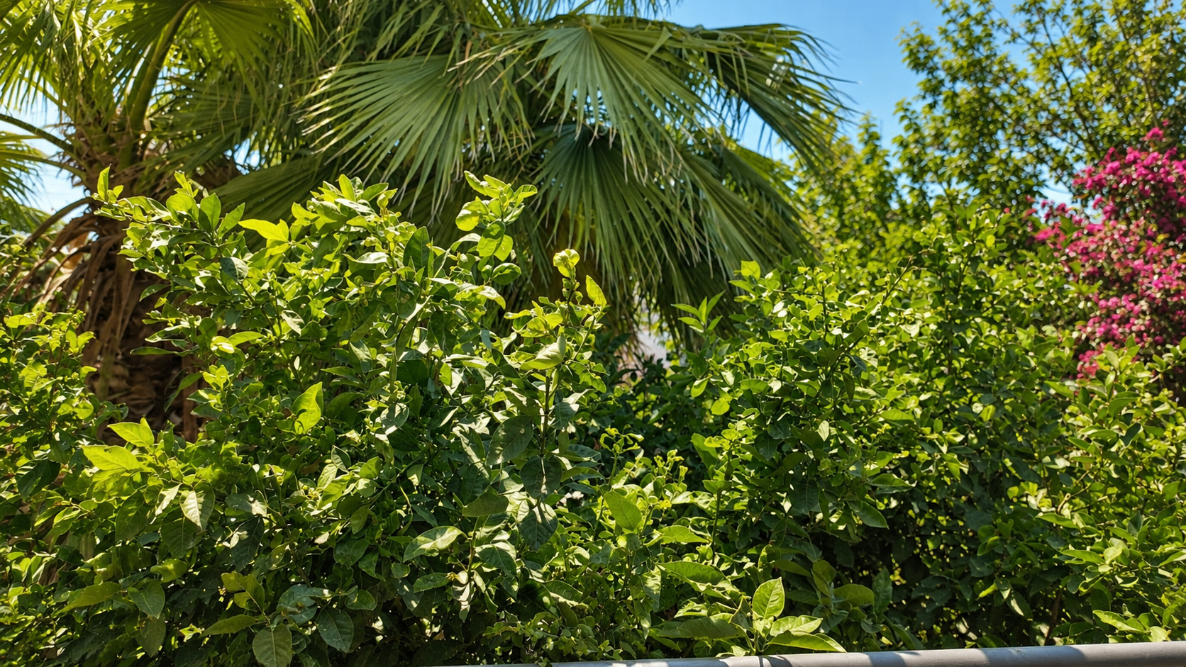 Palm and bougainvillea garden view from the balcony